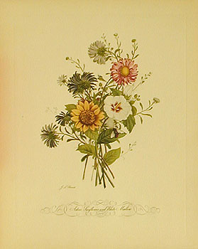 *Asters,Sunflower and White Mallow  No 3