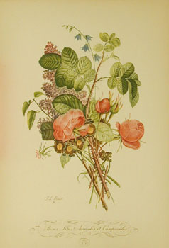 *Roses,Lilas,Auricules,Campanules No 1
