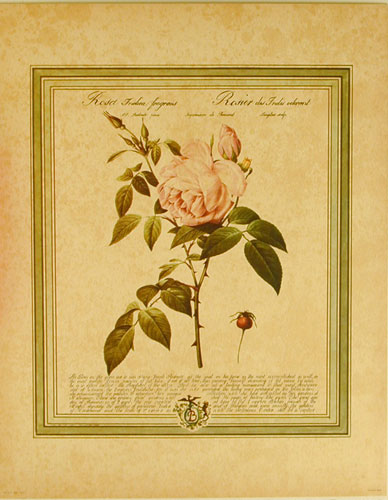 Rosa Indica fragrans after Joseph Redouté