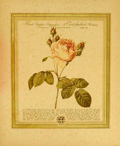 Rosa Centifolia Burgundiaca after J. Redouté