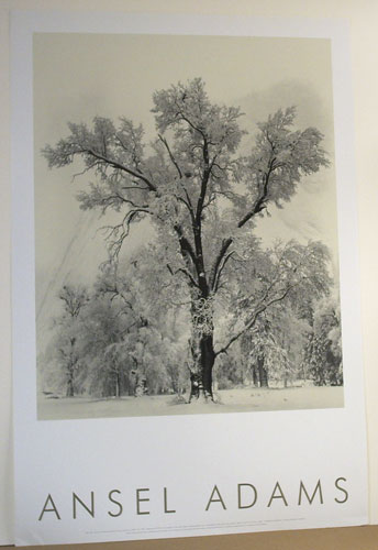 Oak Tree, Snowstorm