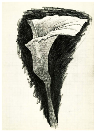 * Calla lily  (sketch) Verve 1955