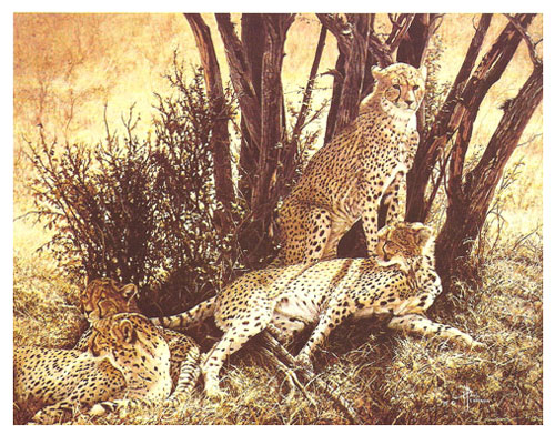 Royal Family - Cheetahs
