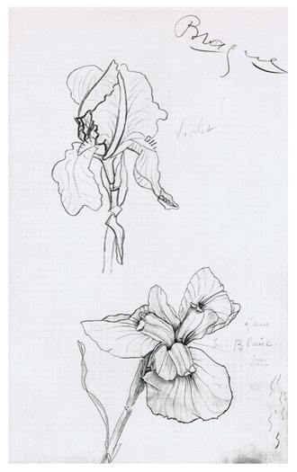 * Croquis pour une fleur  (sketch) Verve 1955 p.153